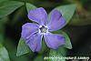 Vinca minor 'Bowles Variety' flowers