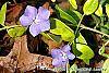 Vinca minor 'Honeydew' flowers