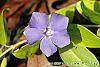 Vinca minor 'Honeydew' flowers