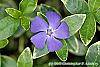 Vinca minor 'Ralph Shugert' flowers