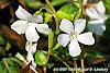 Vinca minor 'Valley Gold' flowers