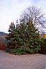 Ilex x attenuata 'Foster's #2' habit