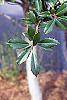 Ilex x attenuata 'Foster's #2' leaves