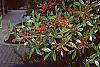 Ilex x attenuata 'Foster's #2' fruit