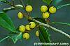Ilex x attenuata 'Longwood Gold' fruit