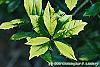 Ilex x attenuata 'Sunny Foster' leaves