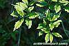 Ilex x attenuata 'Sunny Foster' leaves