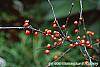 Ilex x 'Carolina Cardinal' fruit