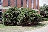 Ilex cornuta 'Burfordii' habit