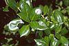 Ilex cornuta 'Burfordii' leaves