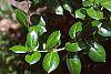 Ilex cornuta 'Burfordii' leaves