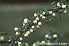 Ilex crenata 'Butterball' fruit