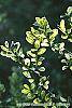 Ilex crenata 'Golden Gem' leaves