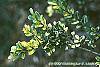 Ilex crenata 'Golden Gem' leaves