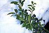 Ilex crenata var. paludosa leaves