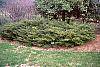 Ilex crenata 'Repandens' habit