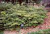 Ilex crenata 'Repandens' habit