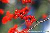 Ilex decidua fruit