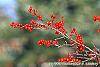 Ilex decidua fruit