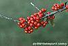 Ilex decidua 'Council Fire' fruit