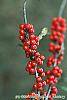 Ilex decidua 'Pocohontas' fruit