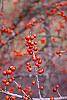Ilex decidua 'Sundance' fruit