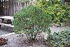 Ilex glabra 'Shamrock' habit