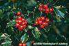 Ilex x meserveae 'Blue Maid' fruit
