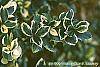 Ilex x meserveae 'Honey Maid' leaves