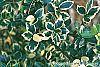 Ilex x meserveae 'Honey Maid' leaves