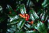 Ilex x 'Mary Nell' fruit