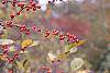Ilex montana fruit