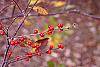 Ilex montana fruit