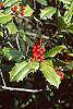 Ilex opaca fruit