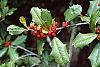 Ilex opaca fruit