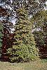 Ilex opaca fruit