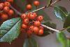 Ilex opaca fruit