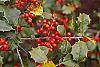 Ilex opaca