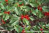 Ilex opaca fruit
