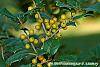 Ilex opaca 'Eleanor' fruit