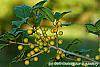 Ilex opaca 'Eleanor' fruit