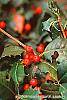 Ilex opaca 'Cheerful' fruit