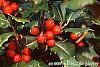 Ilex opaca 'Cheerful' fruit