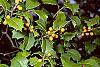 Ilex opaca forma xanthocarpa fruit