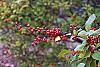 Ilex 'Sparkleberry' fruit
