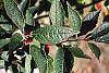 Ilex verticillata leaves