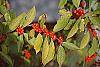 Ilex verticillata fruit