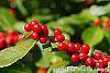 Ilex verticillata 'Spriber' fruit