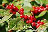 Ilex verticillata 'Spriber'