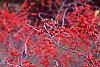 Ilex verticillata 'Bonfire' fruit